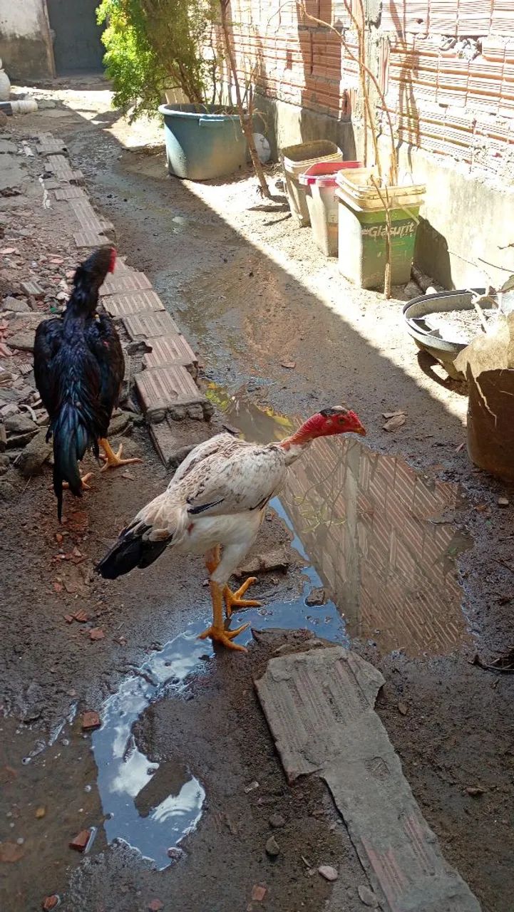 Vendo uma  franga carioca é um frango - Foto 3