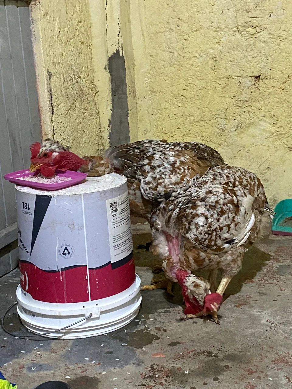 Ovos gsb balão  - Foto 2