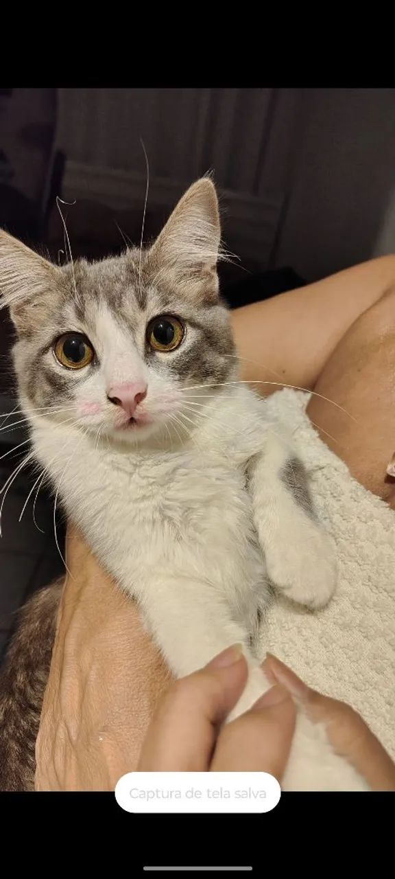Doação de Gatinha  - Foto 2