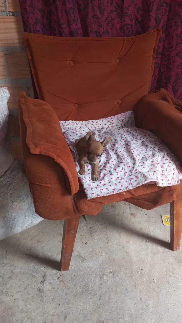 Pinscher macho zero 