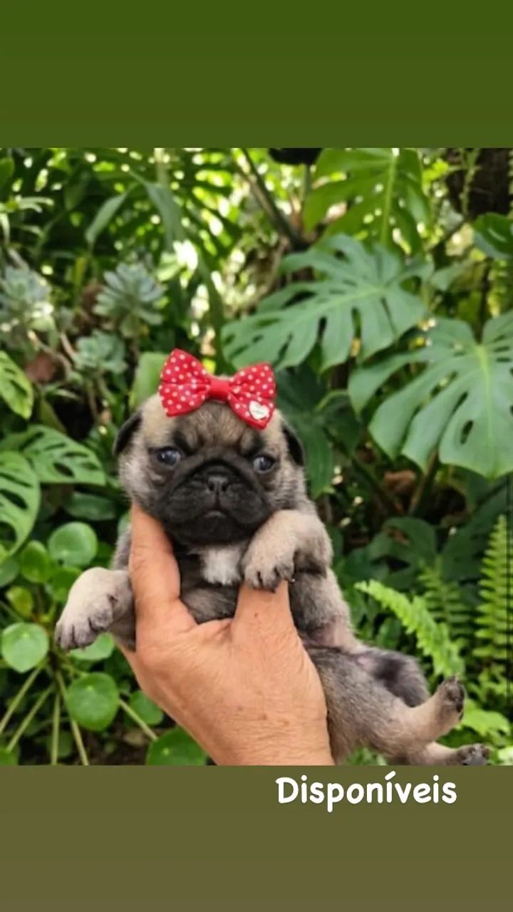 Pug