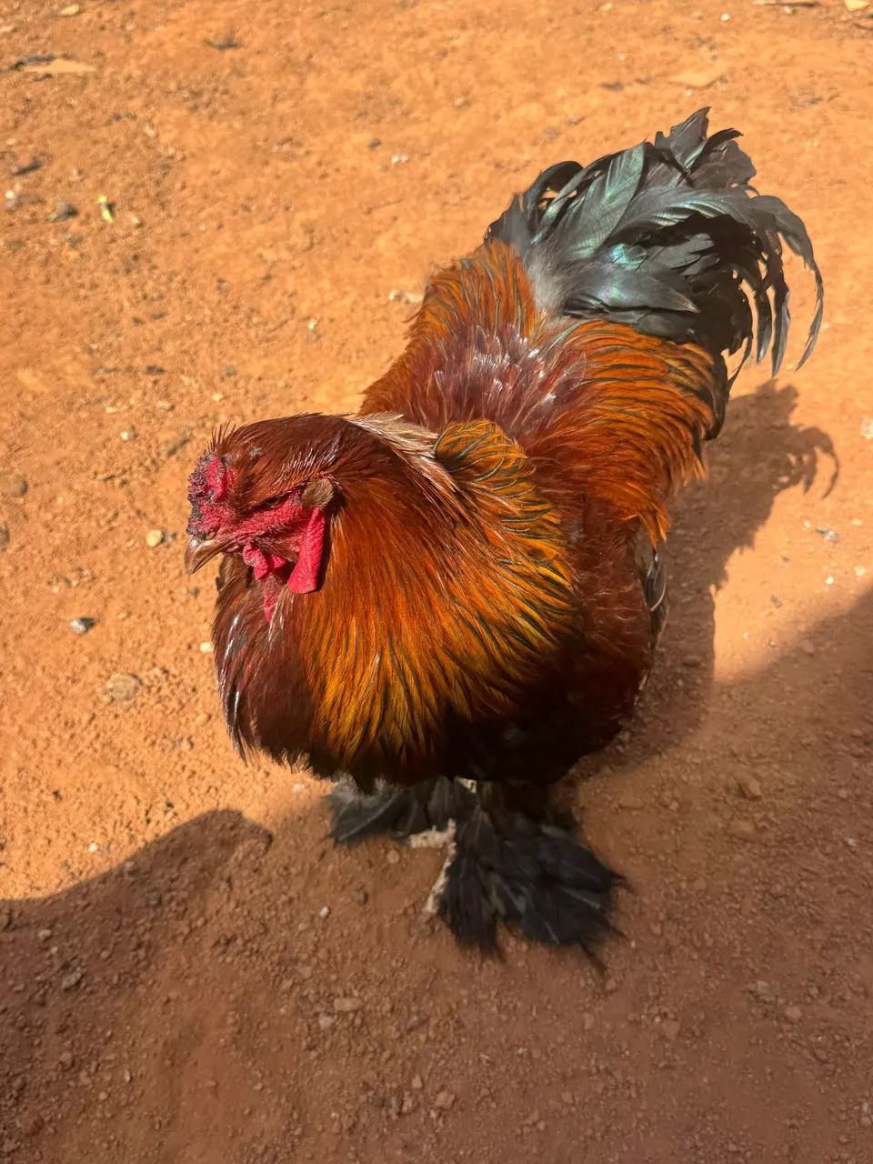 Casal galinhas Brahma perdiz black