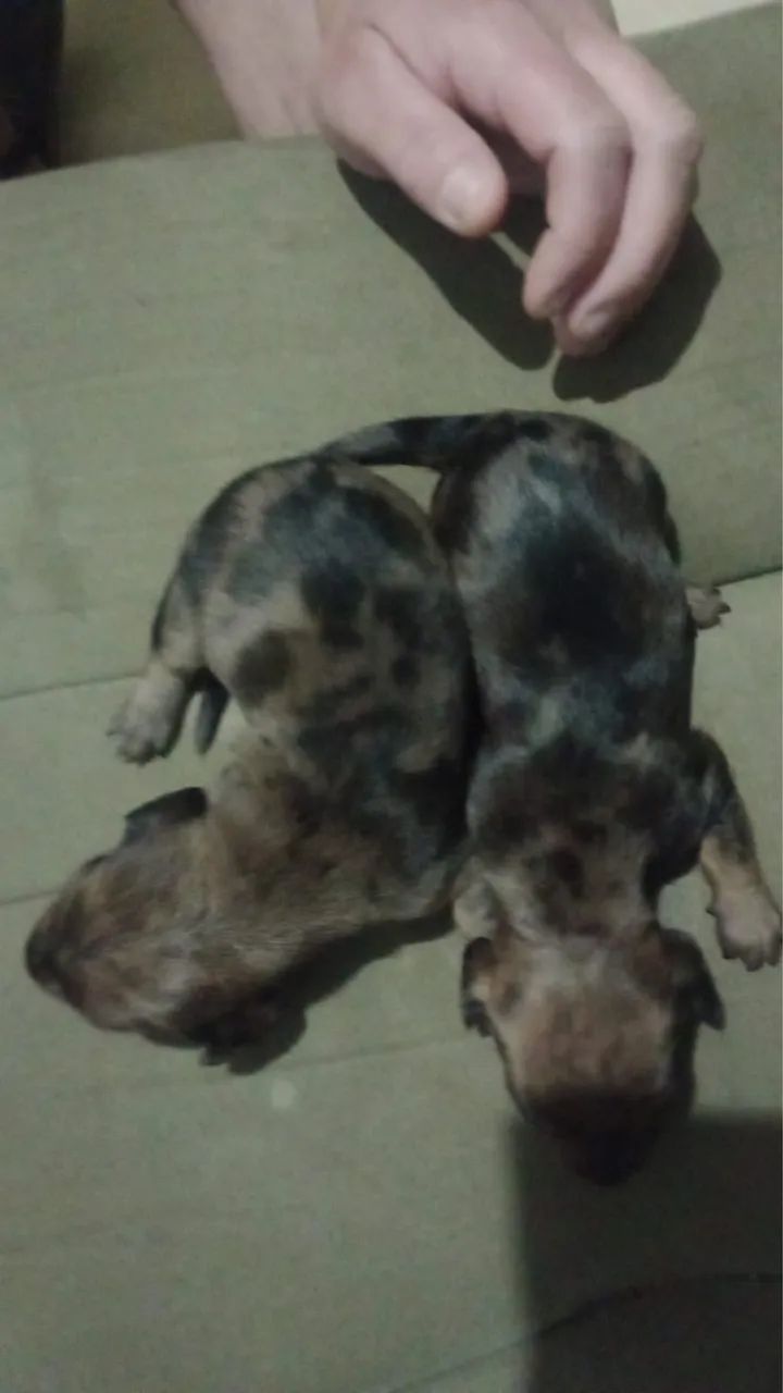 Dchshund - Foto 3