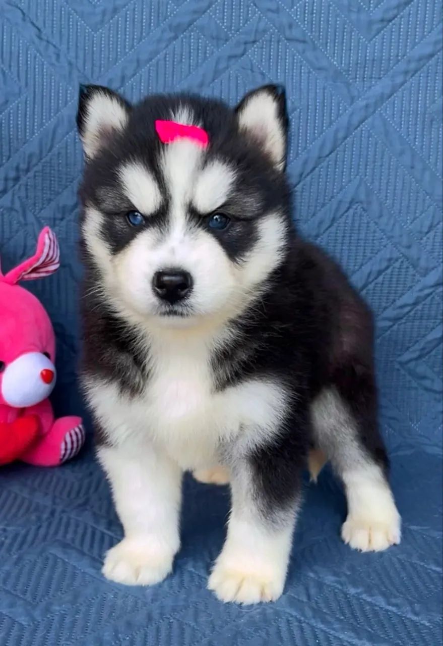 Husky Siberiano  - Foto 2