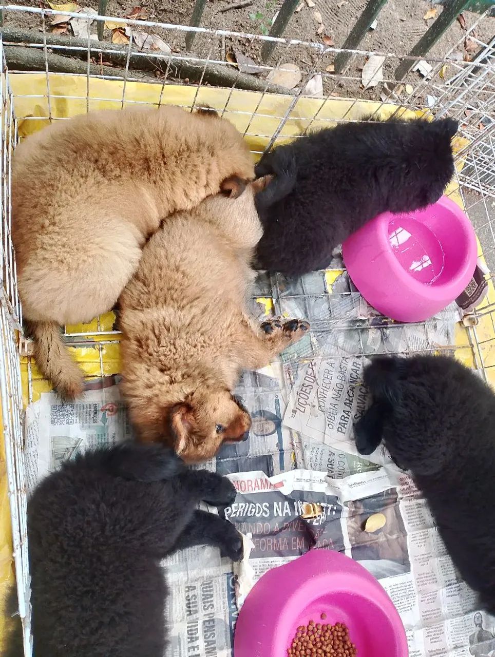 Chow Chow  - Foto 4