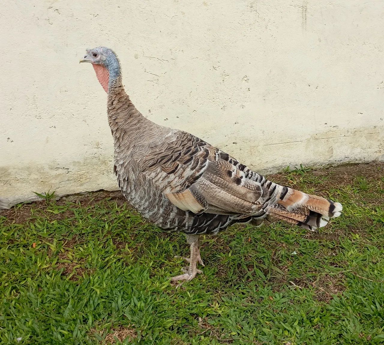 Casal de perus 