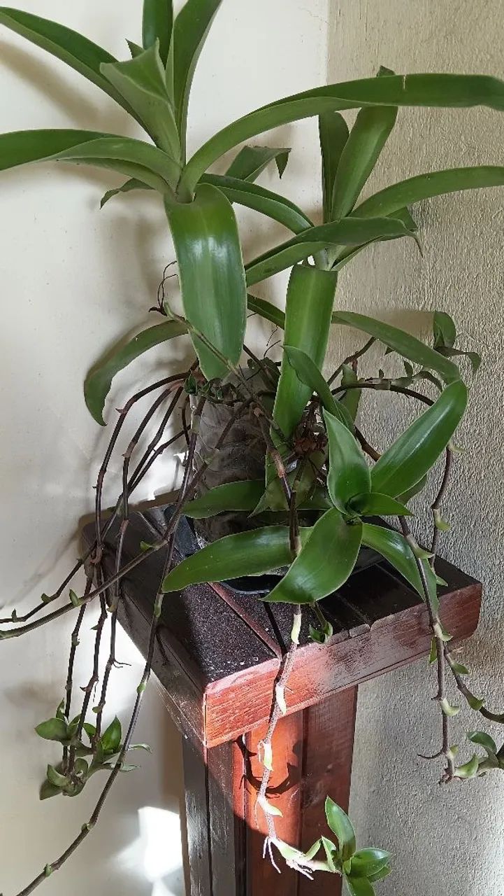 Plantas - Foto 3
