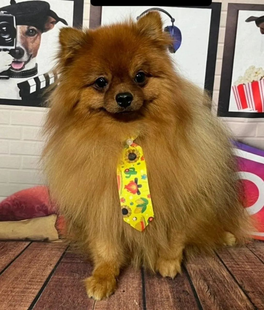 Spitz alemão  ursinho. - Foto 4