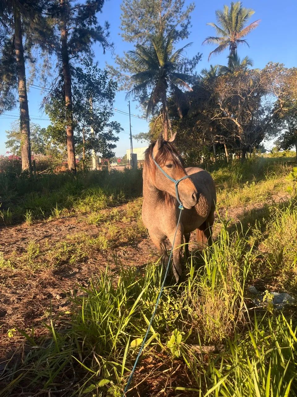 Piquira  - Foto 4