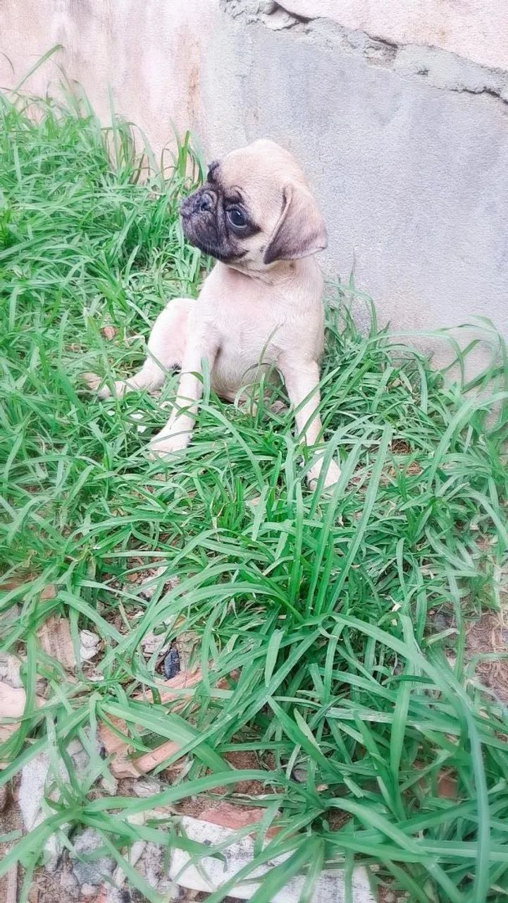Pug disponíveis  - Foto 4