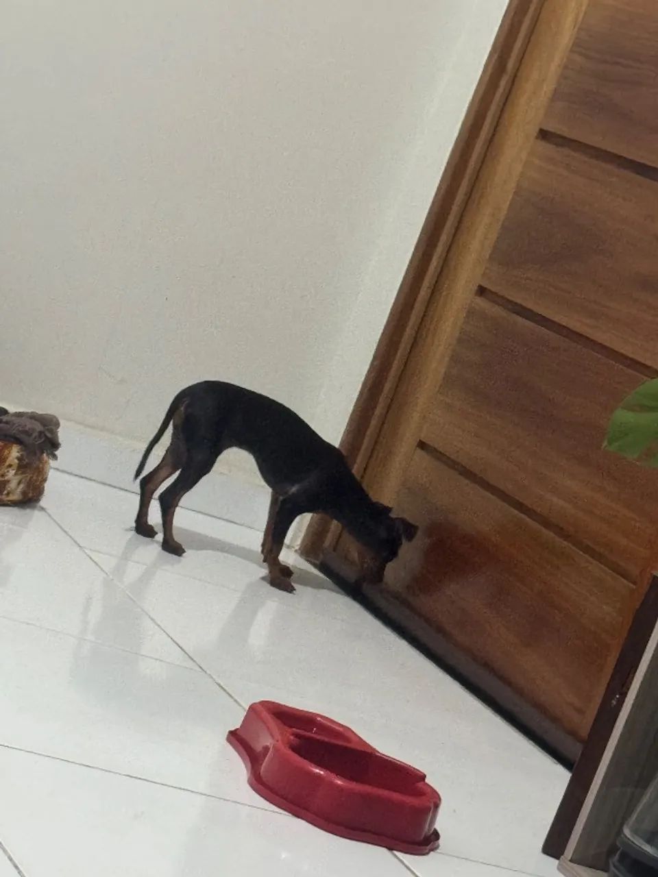 Pinscher 2  - Foto 3
