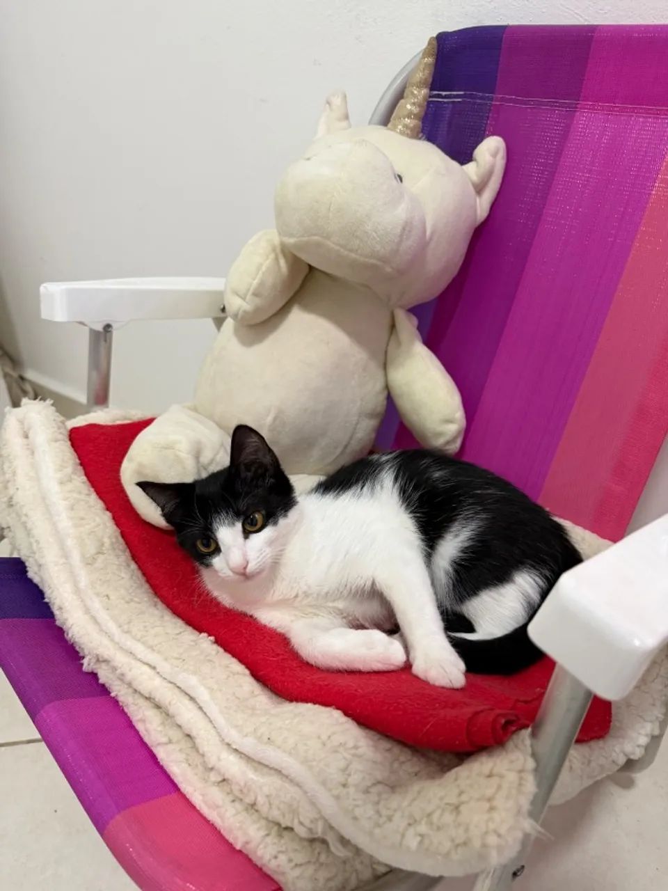 Gato - Foto 2