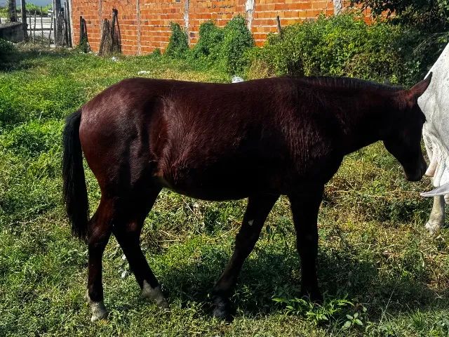 Pordo a venda com 7 meses  - Foto 5