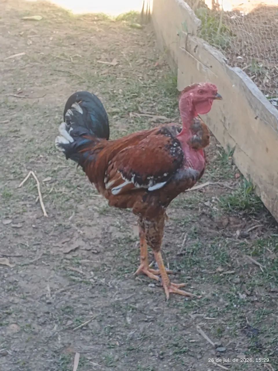 Frango pescoço pelado 
