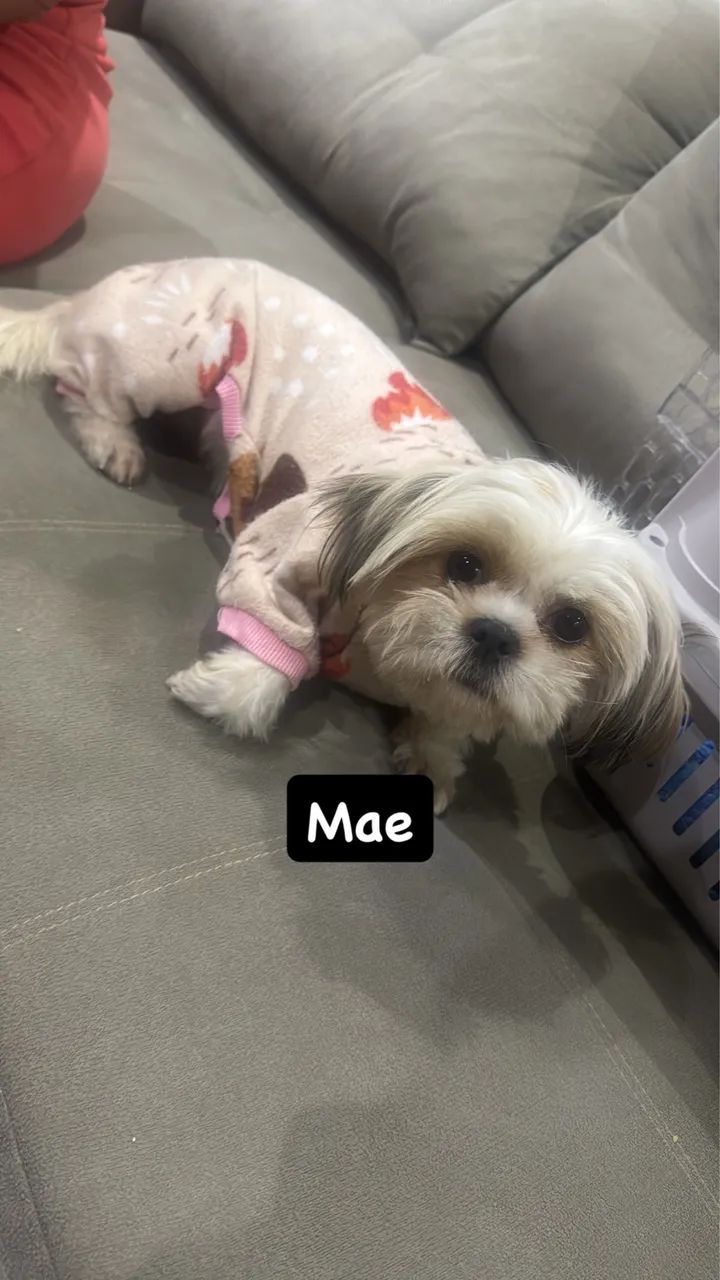 Shih tzu - Foto 3