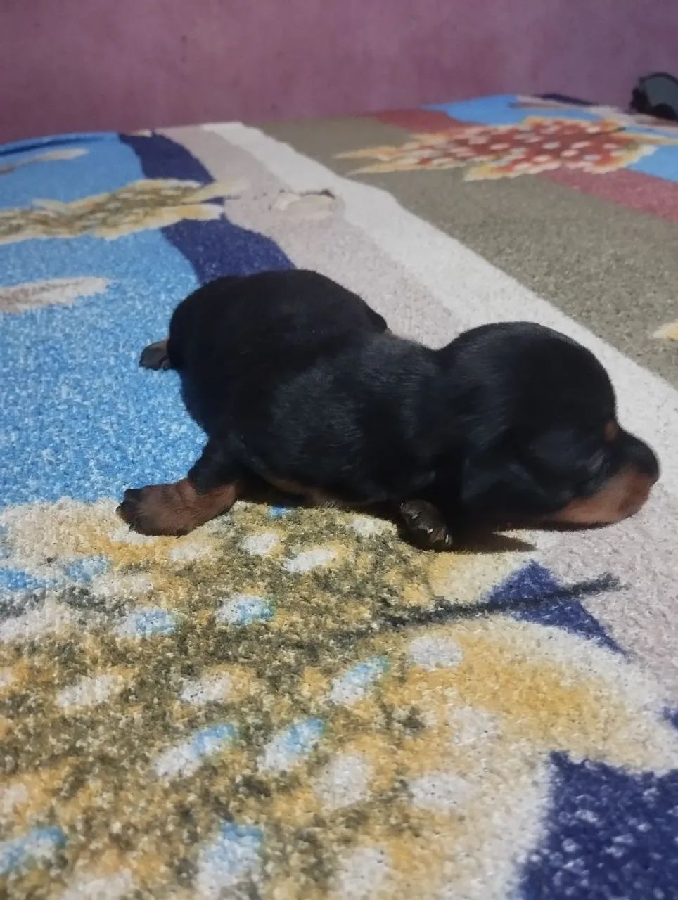 Cachorro  - Foto 2