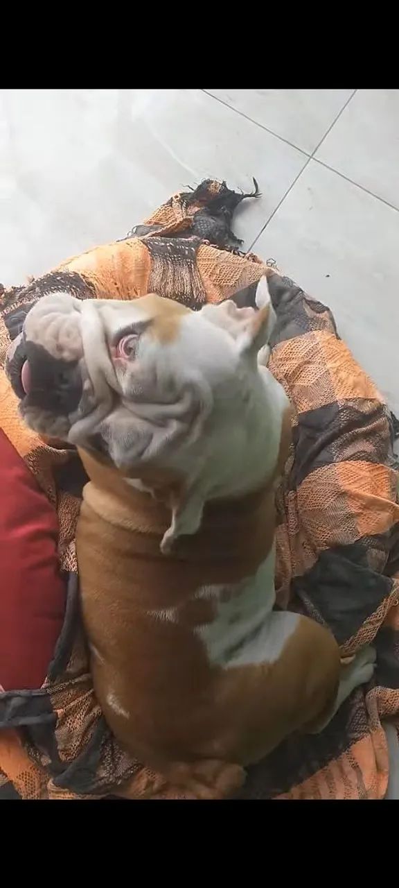 Buldogue inglês  - Foto 5