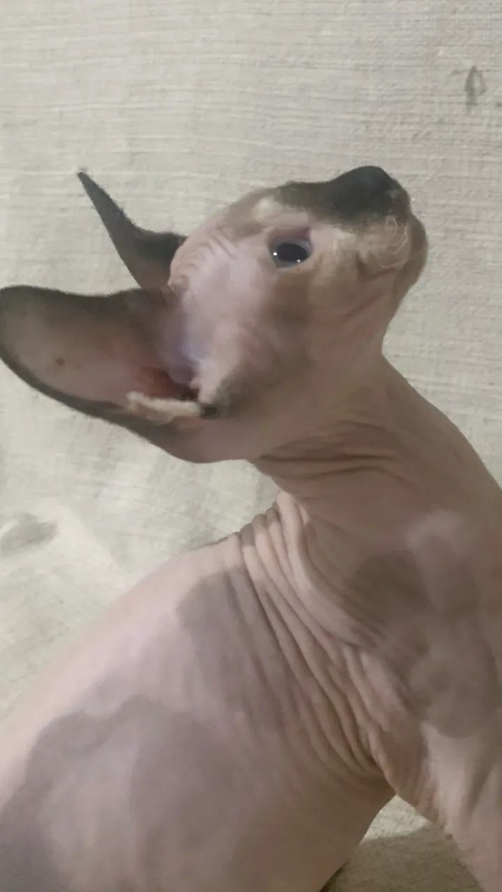 Fêmea sphynx  - Foto 3