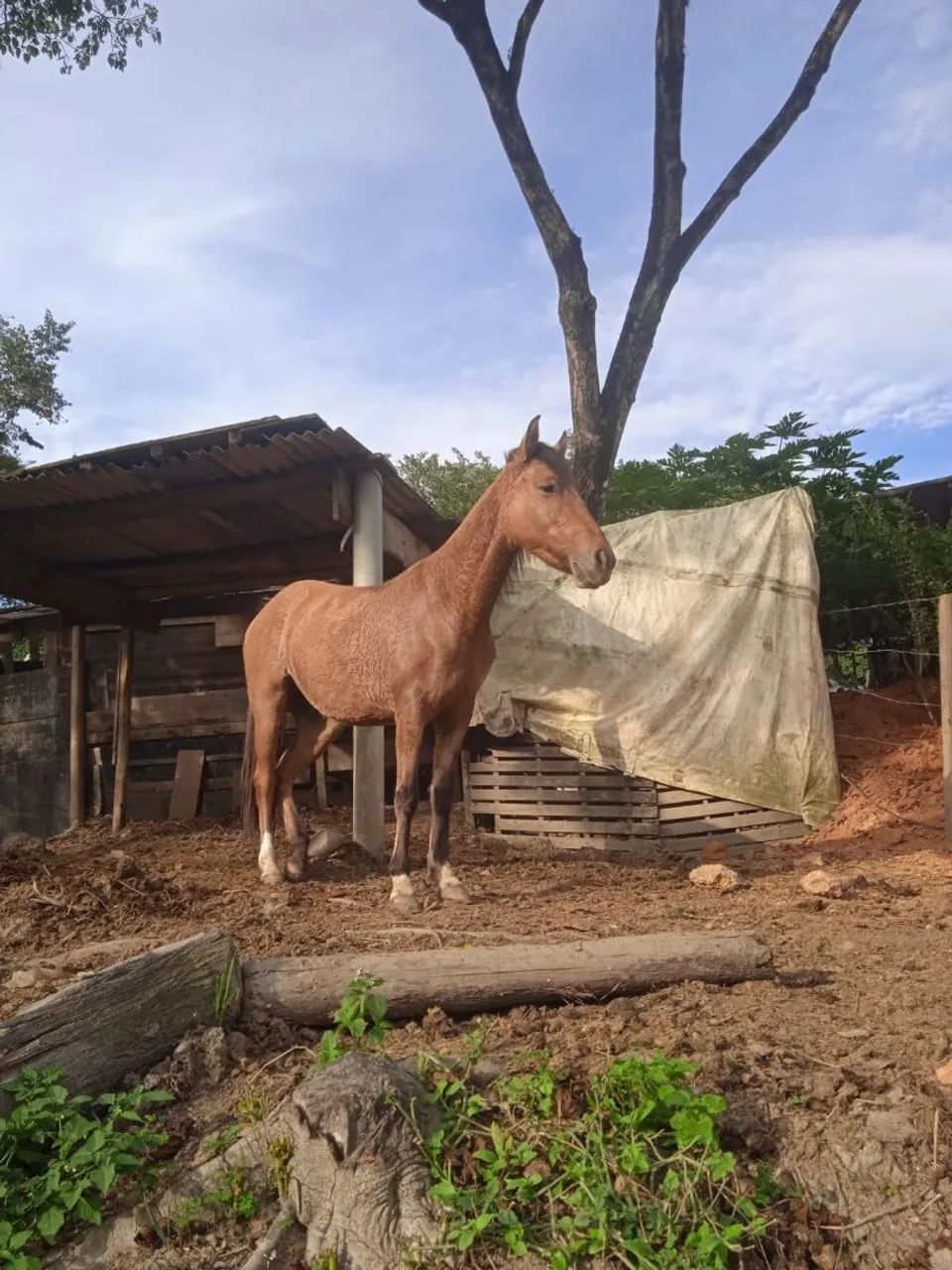 Cavalo a venda