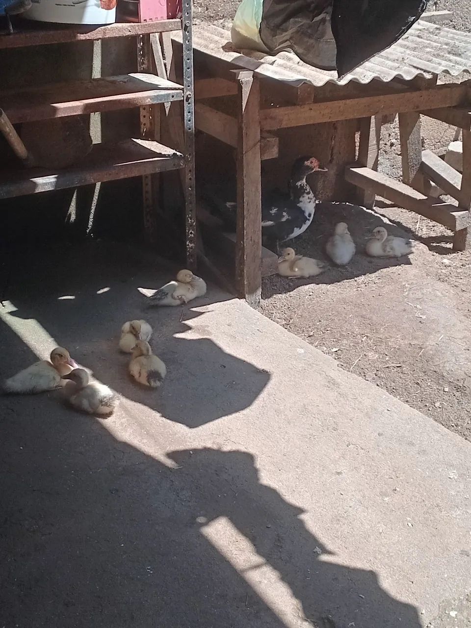 Patos - Foto 2
