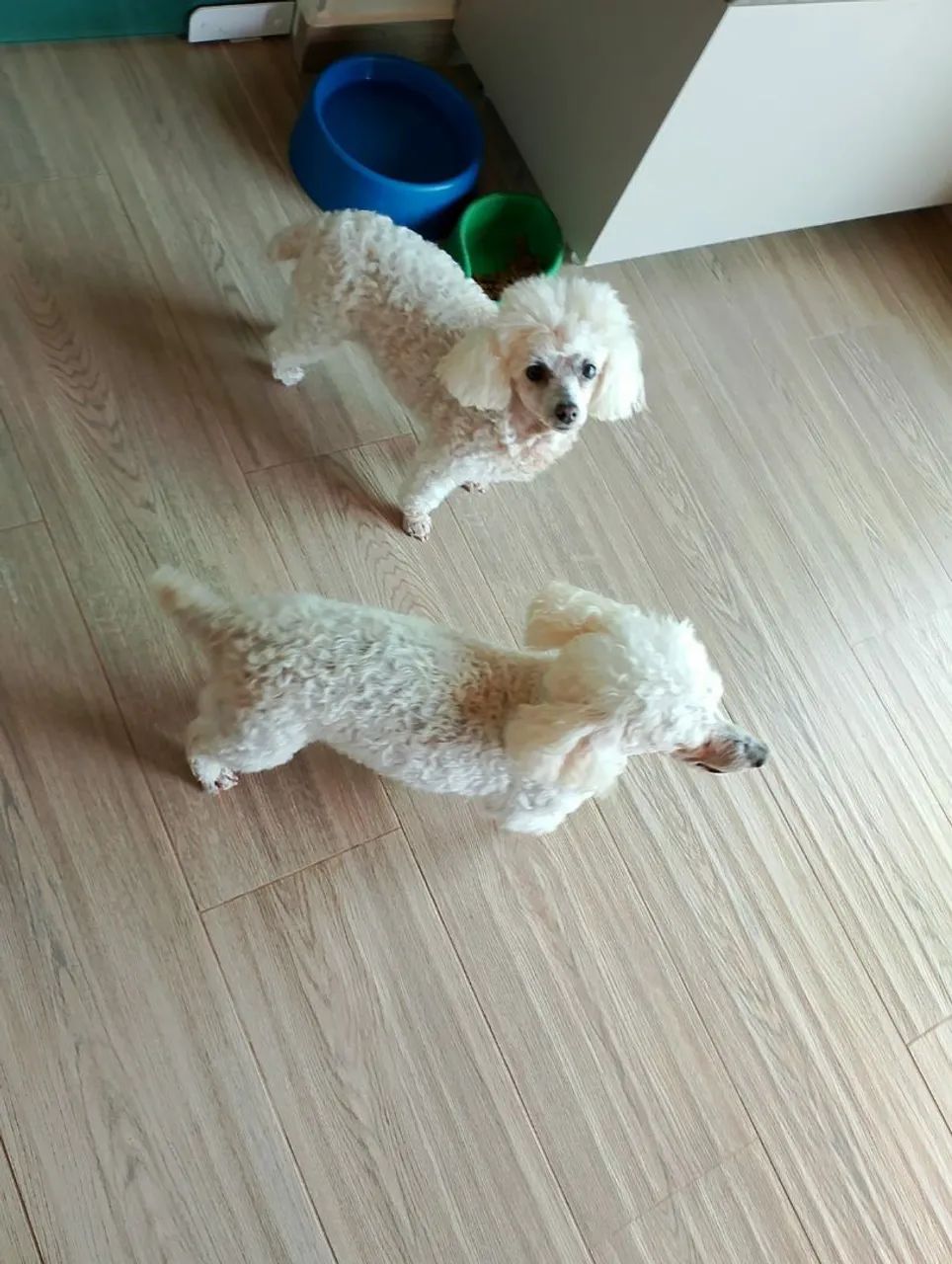 Filhotes de poodle macho - Foto 5