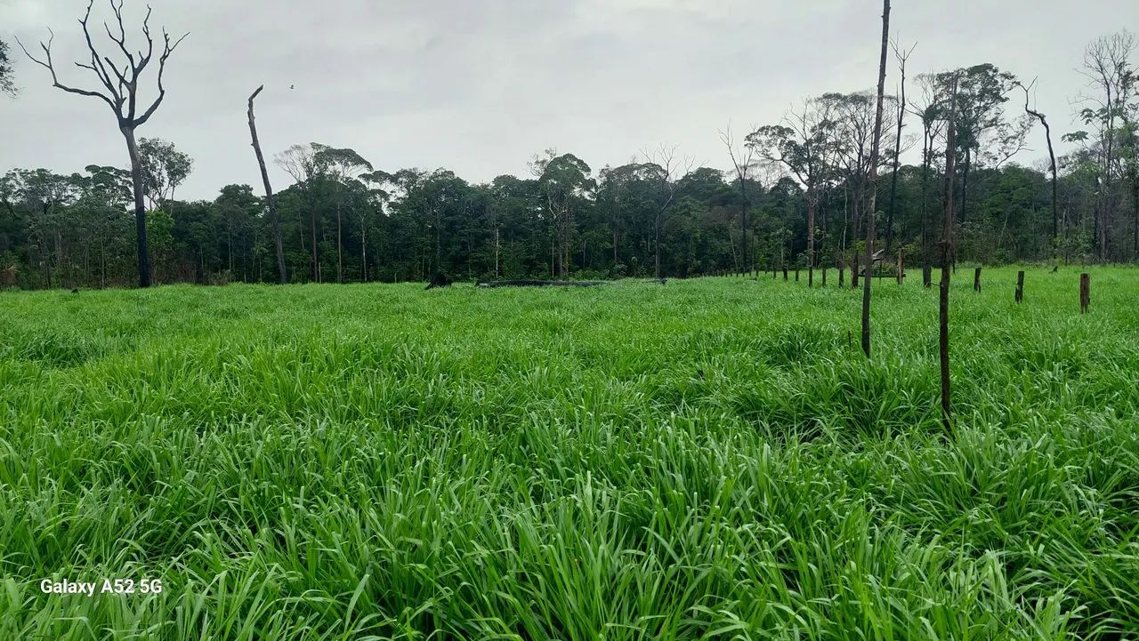 Vendo fazenda  - Foto 5