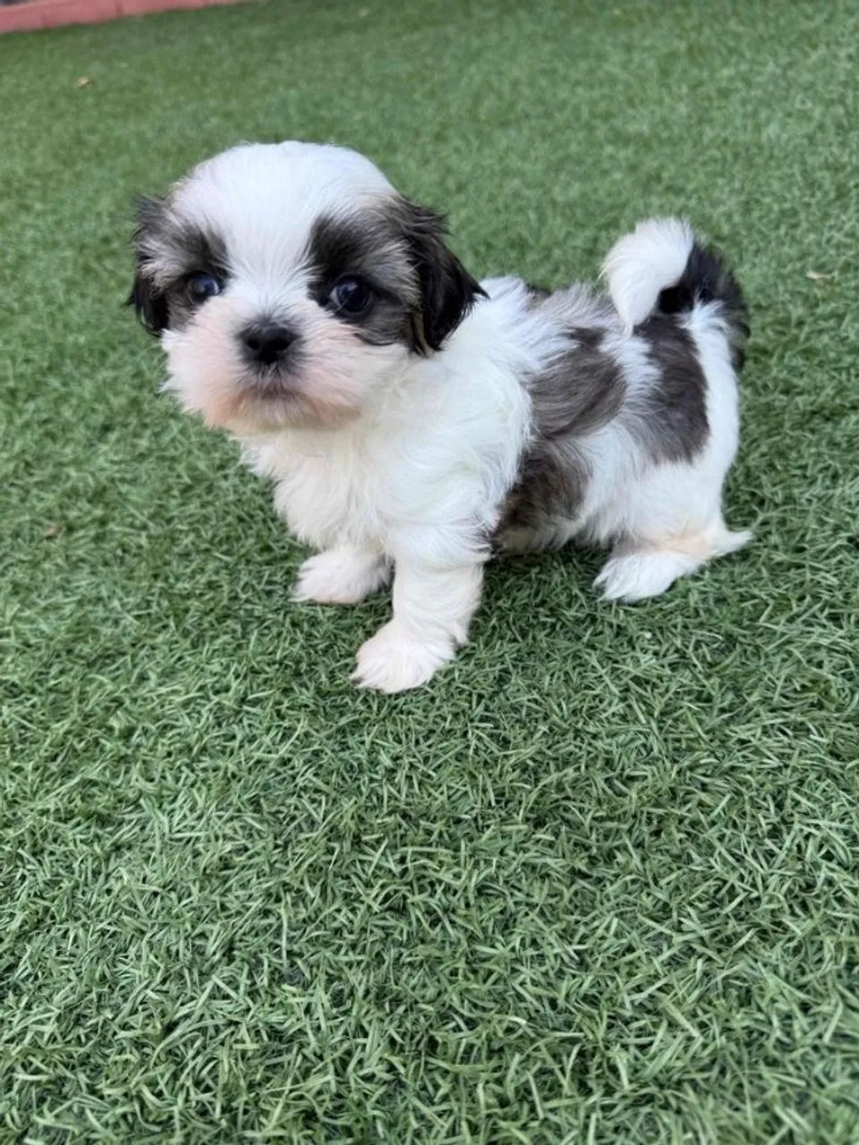Shih Tzu Encantador - Fofura que Conquista Corações