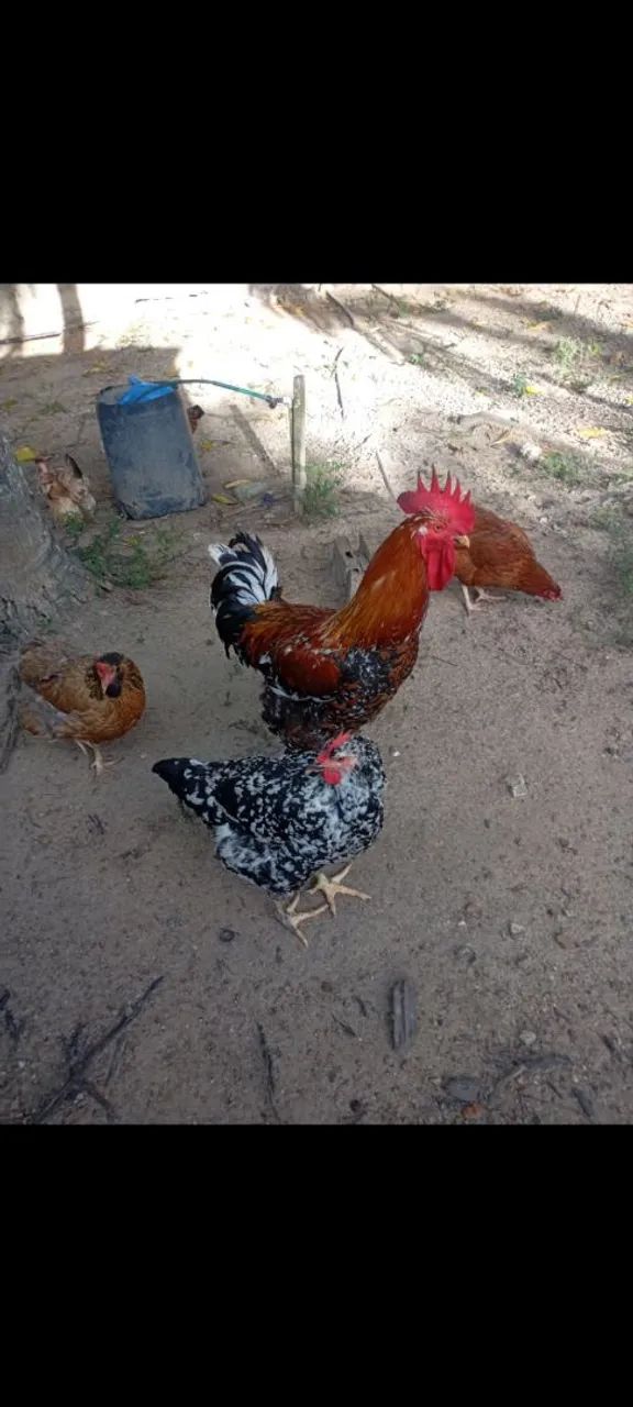 Vendo Casal de Frango GSB