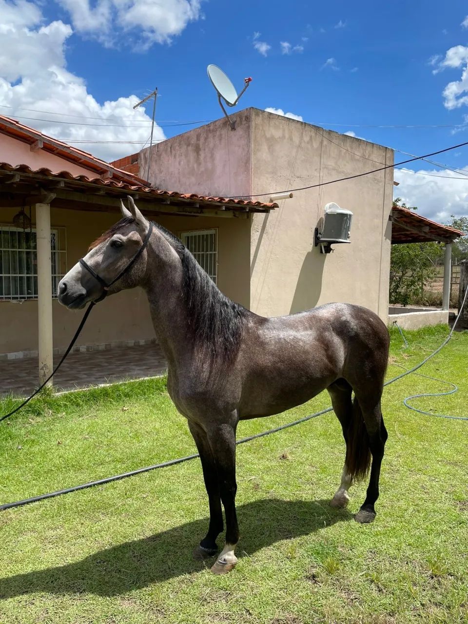 Potro registrado com potencial de pista oportunidade  - Foto 3