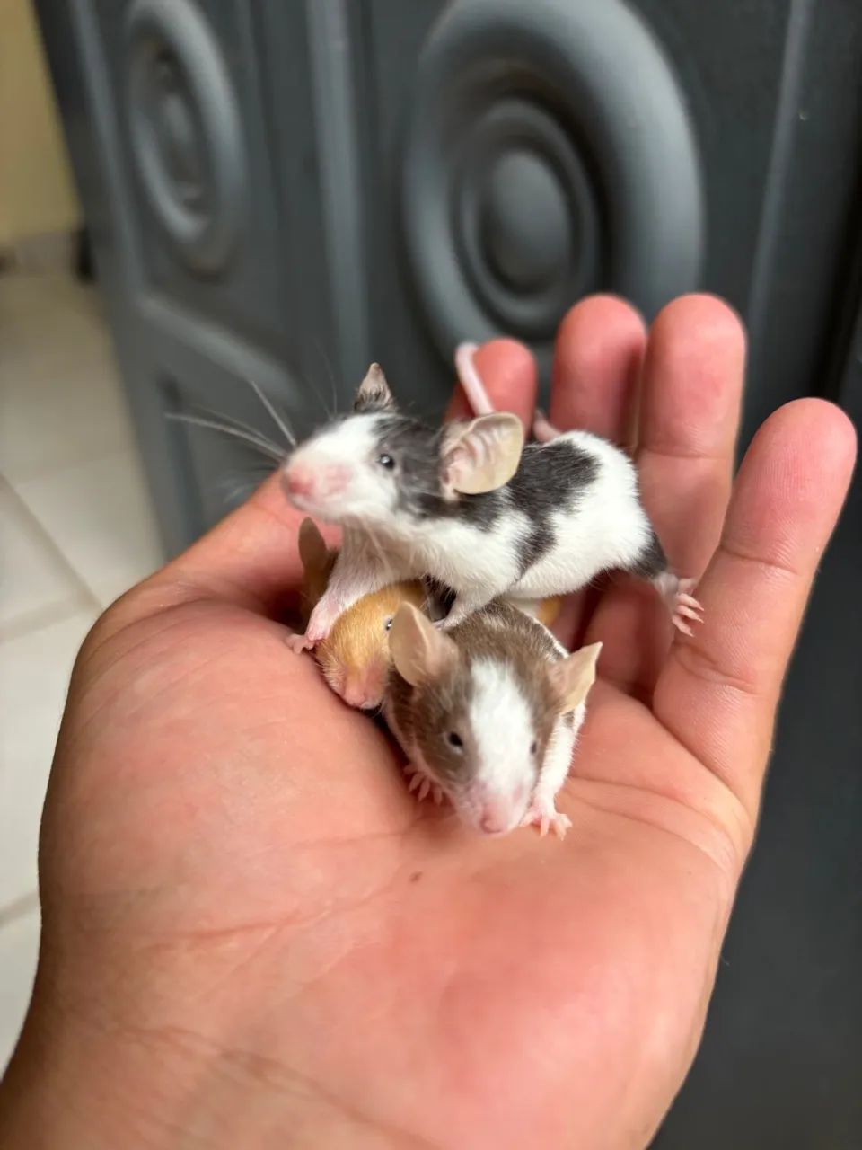 Filhotes de topolinos, ótimos pets - Foto 4