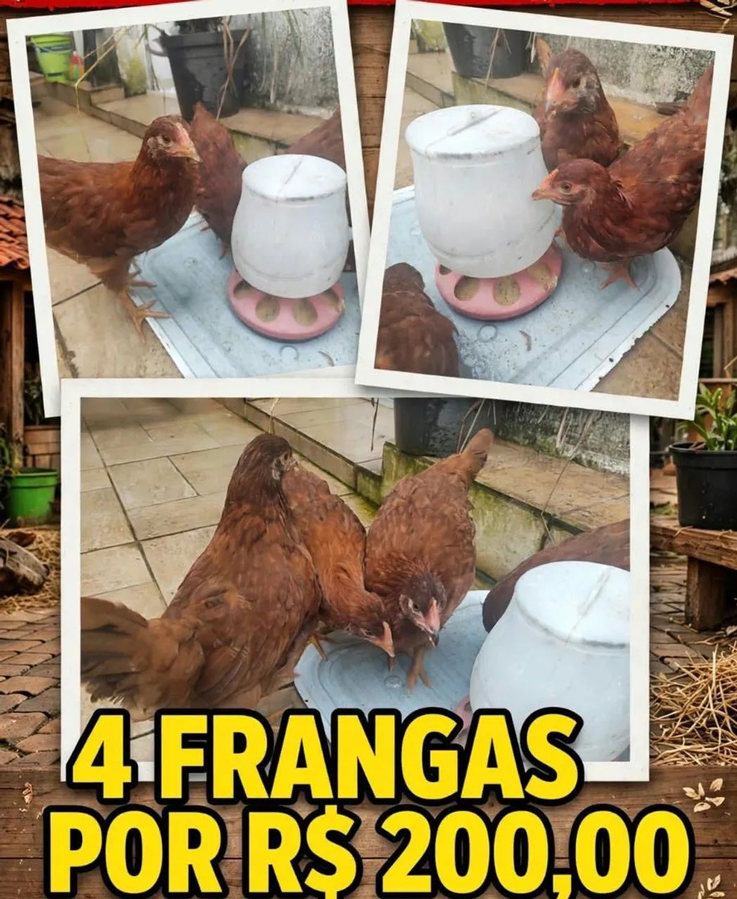 Frangas Embrapa 51 
