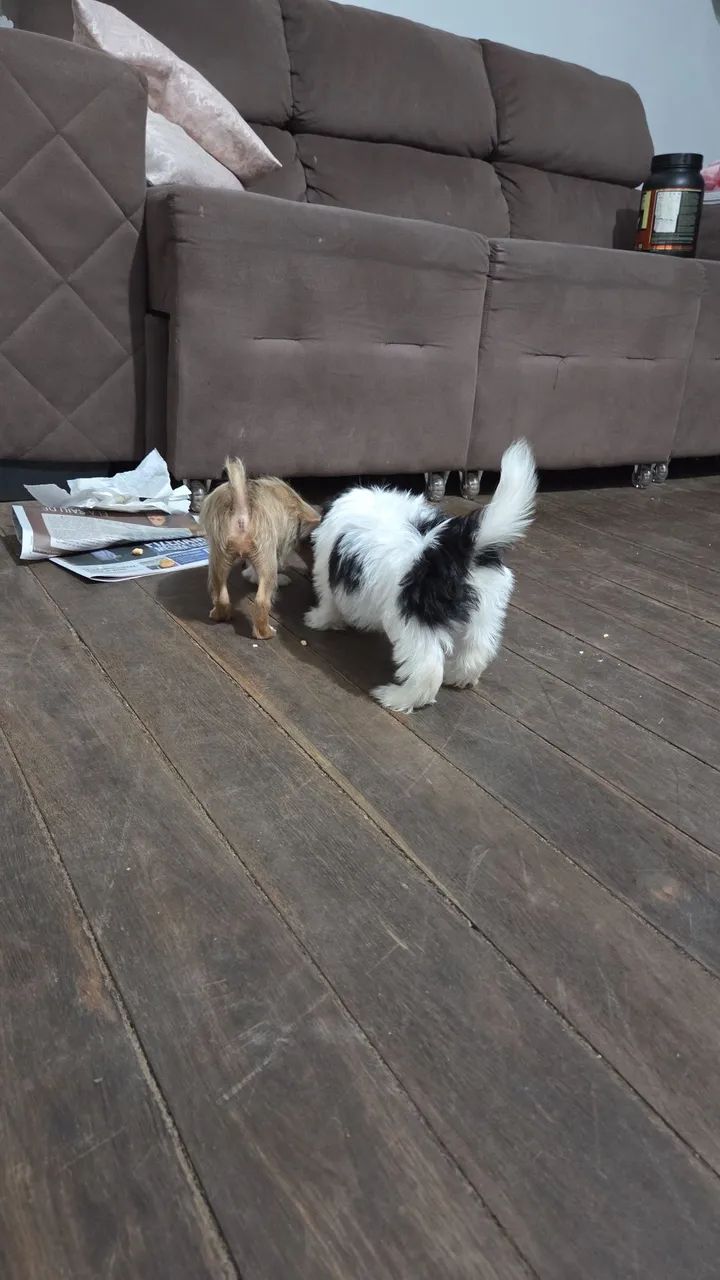 Filhotes SRD  - Foto 4