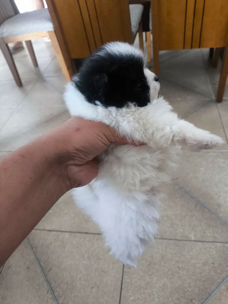 Spitz Alemão Macho - Foto 2
