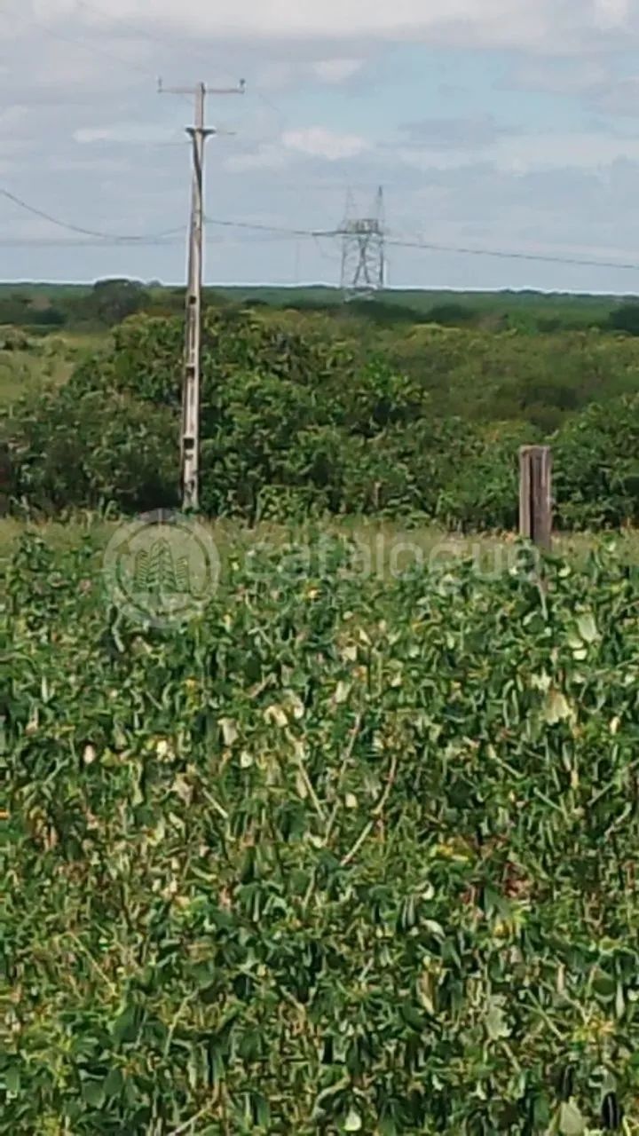 Fazenda em Afonso Bezerras 562 Ha - Foto 2