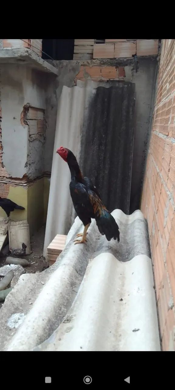 Galo índio  - Foto 6