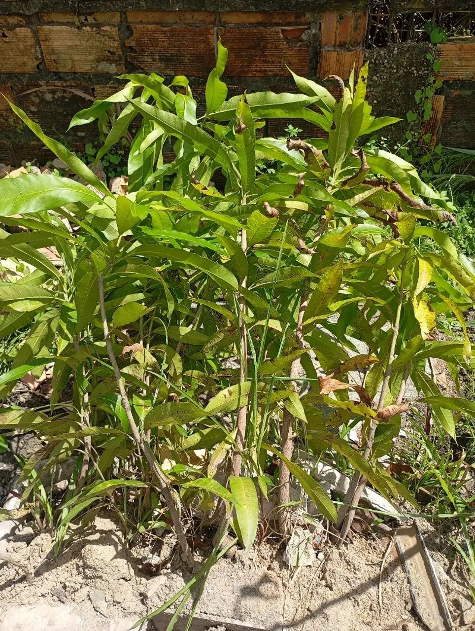 MUDA DE MANGA MUDA DE MANGUEIRA  - Foto 2