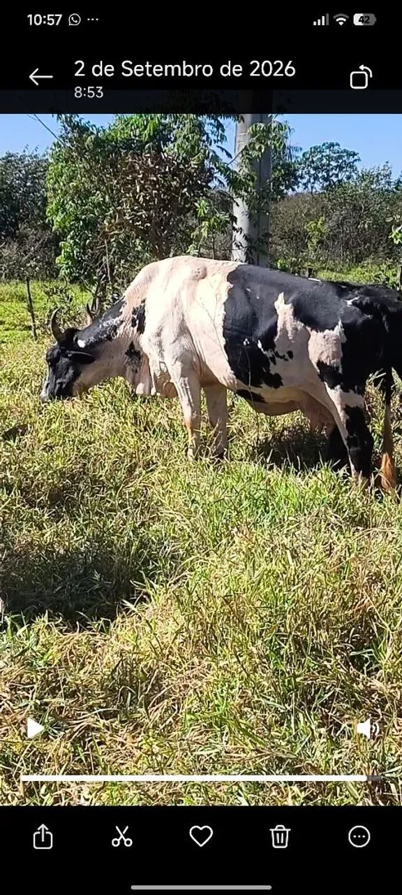 Vacas e novilhas  - Foto 5