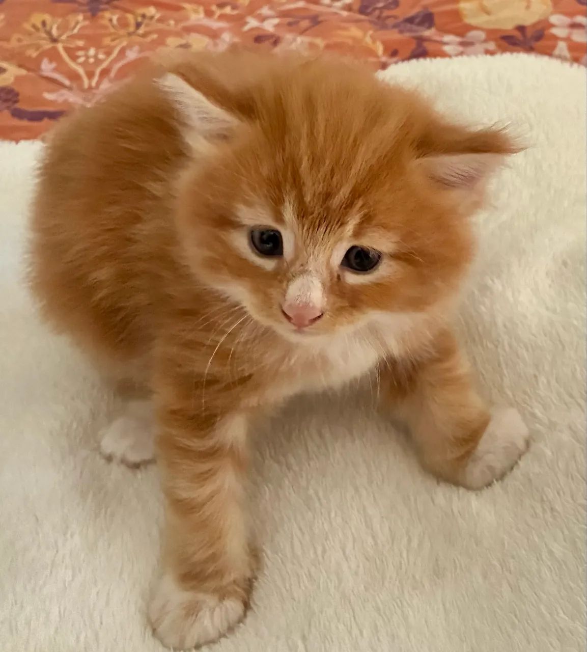 Vendo lindos gatos da raça Maine coon