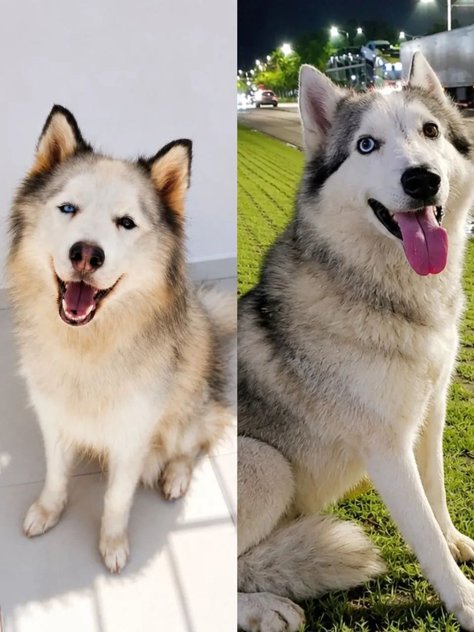 Husky Siberiano 30/07 - Foto 5