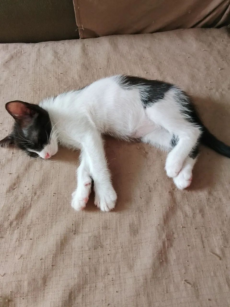 Gata para adoção responsável 