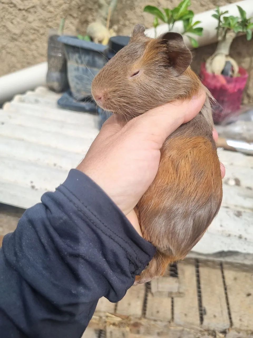 Porquinho da Índia  - Foto 2