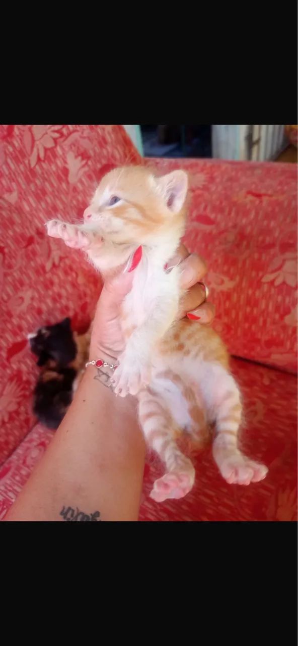 Doação de gatinho  - Foto 5