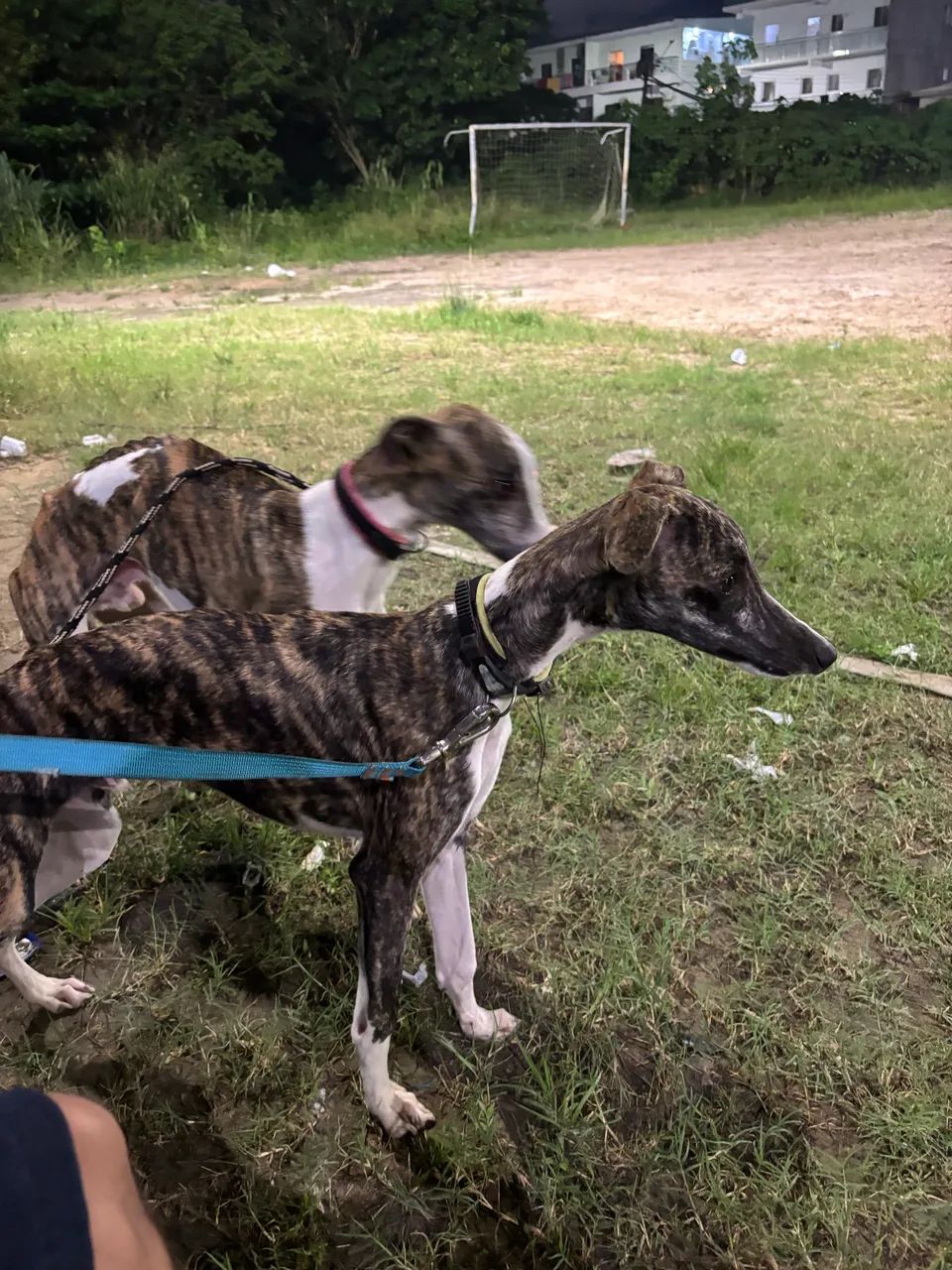 Vendo Lindo Filhote Whippet - Foto 6