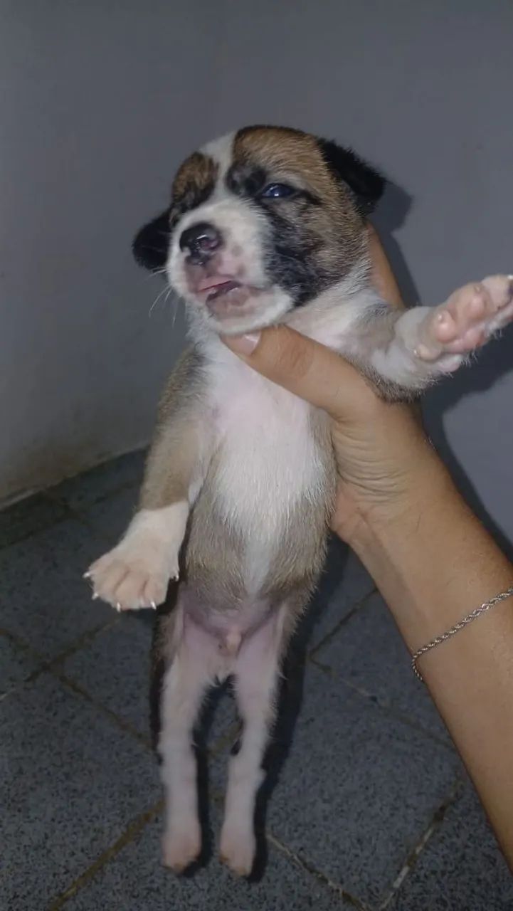 Adoção  - Foto 3
