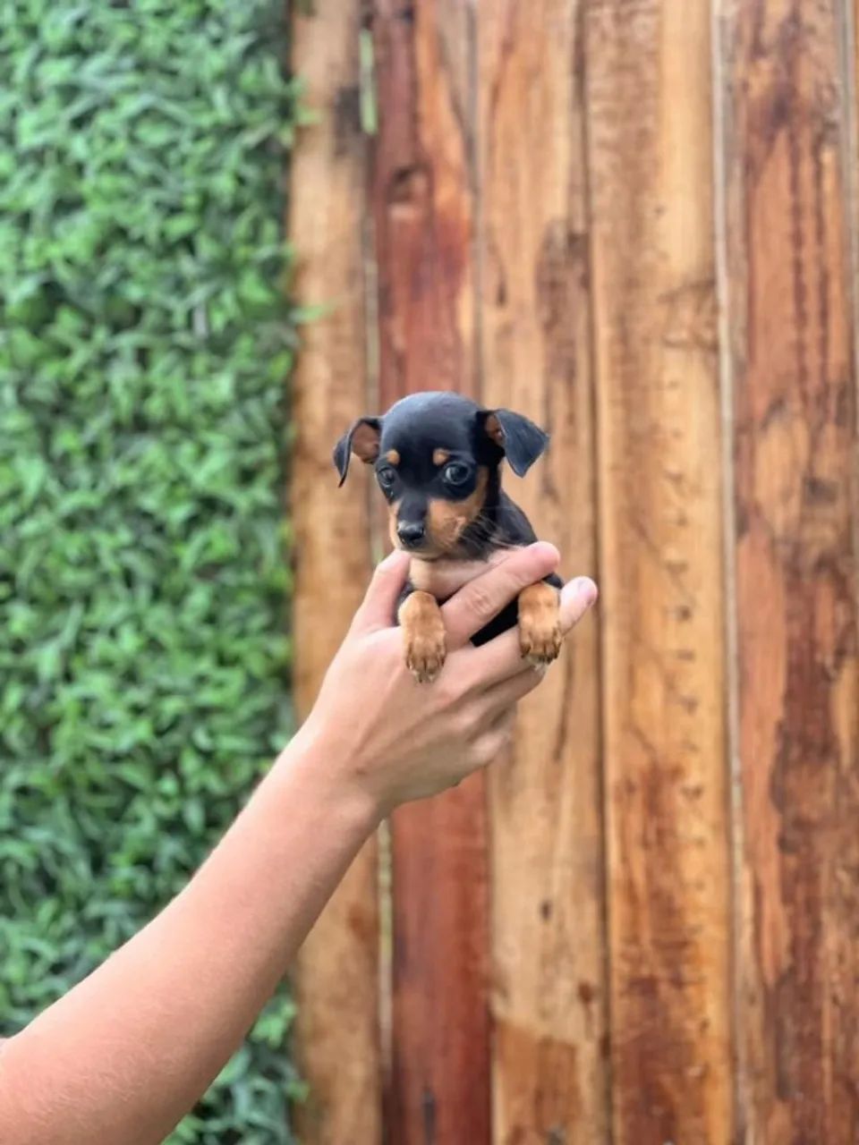 Pinscher