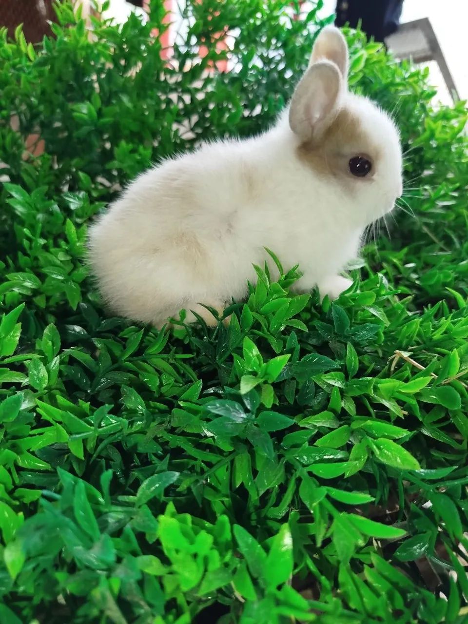 Coelho mini 