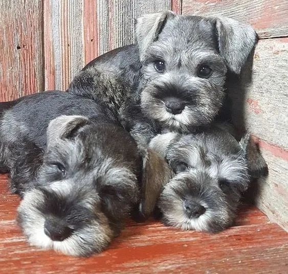 Schnauzer Filhotes