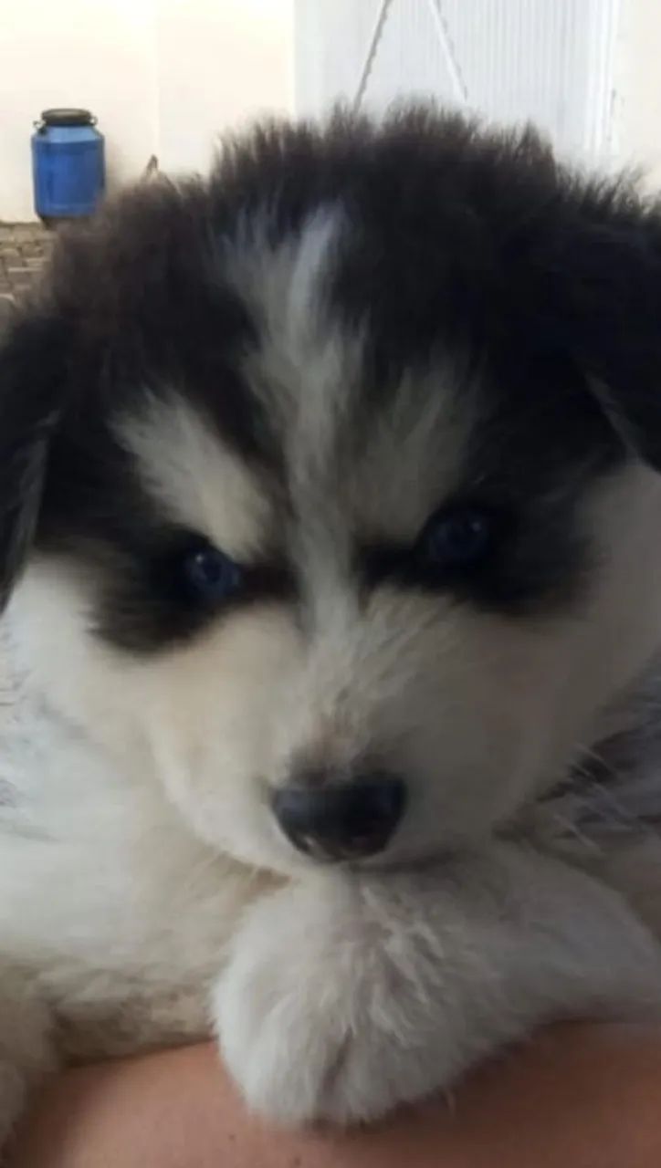 Husky Siberiano último macho - Foto 4
