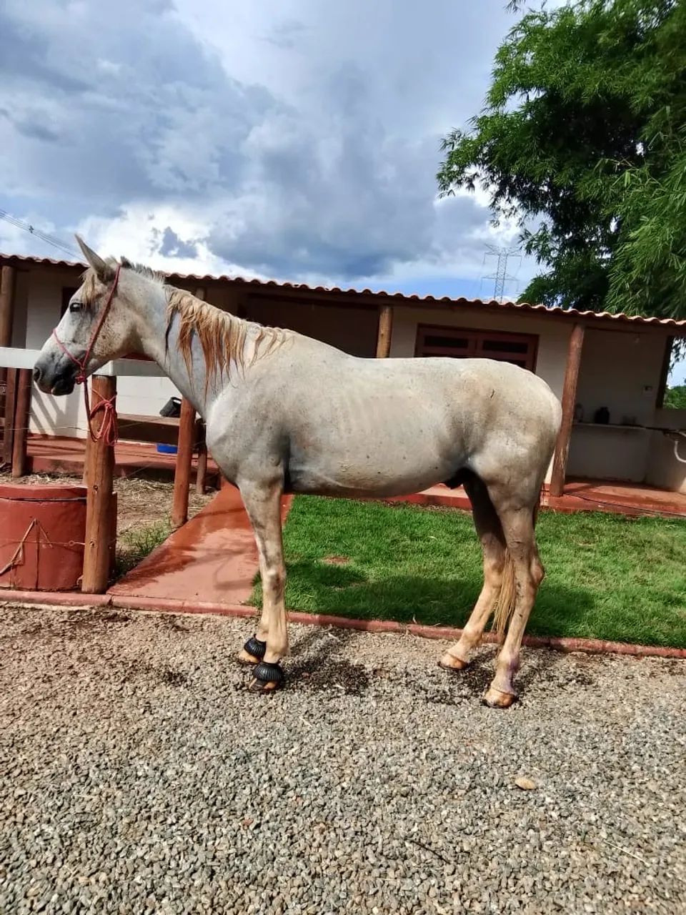 Cavalo - Foto 4