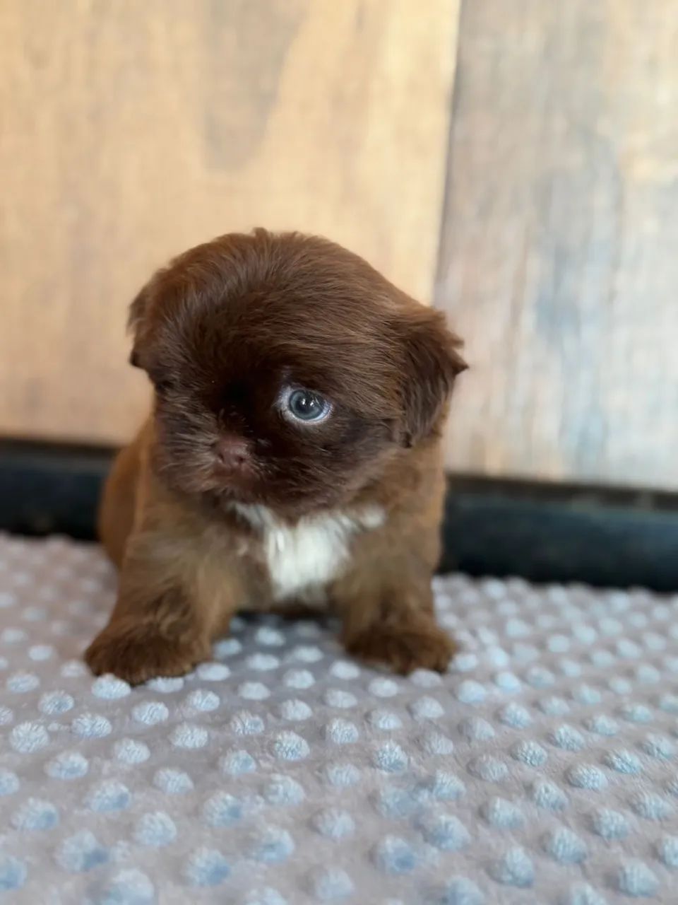 shihtzu chocolate  - Foto 2
